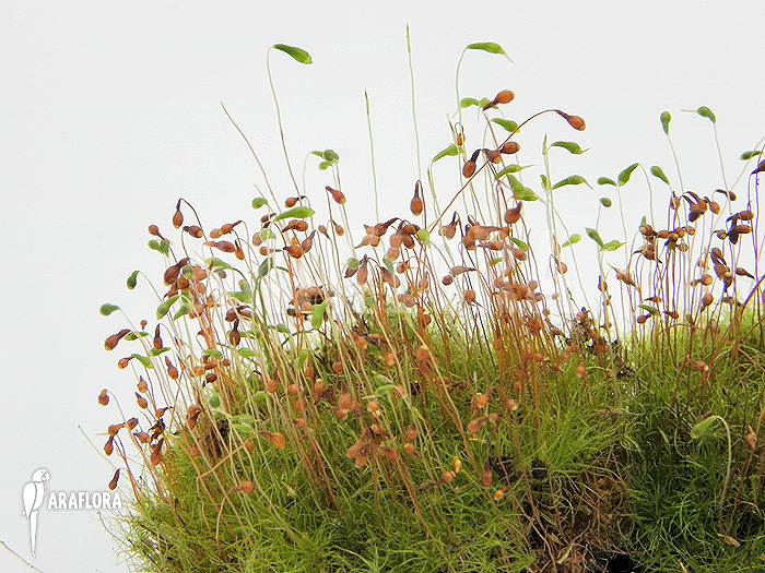 Araflora mini moss Starter