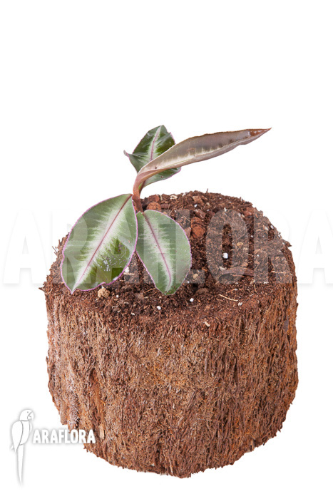 Ardisia sp Thailand’ Lined’