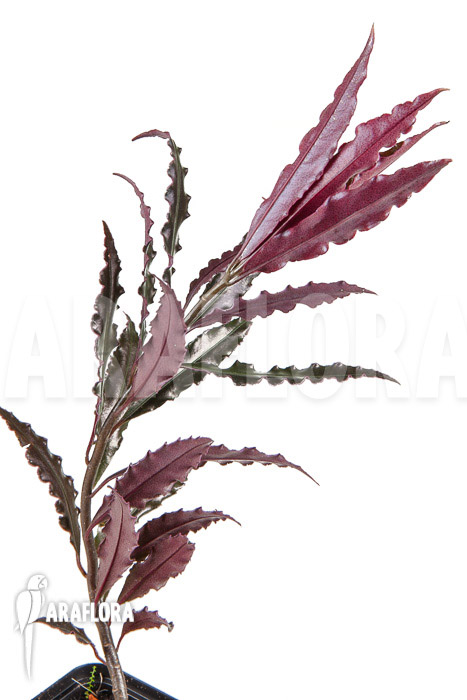 Ardisia sp ‘pink’