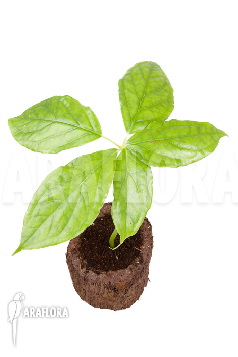 Arisaema filiforme ‘Java’