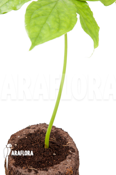 Arisaema filiforme ‘Java’