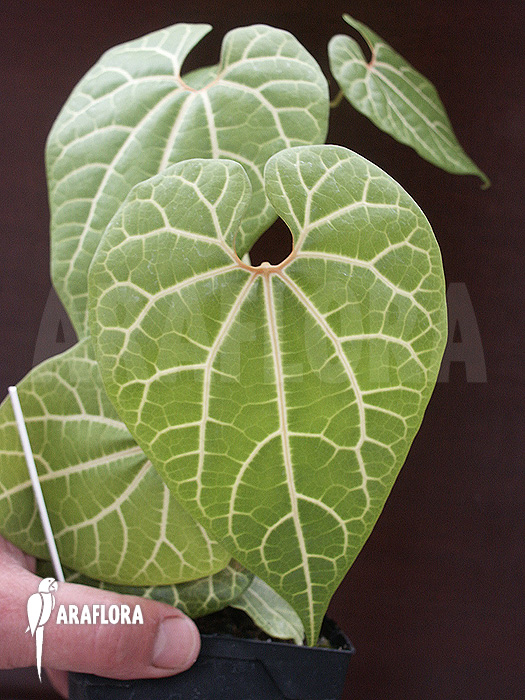Aristolochia ceylon