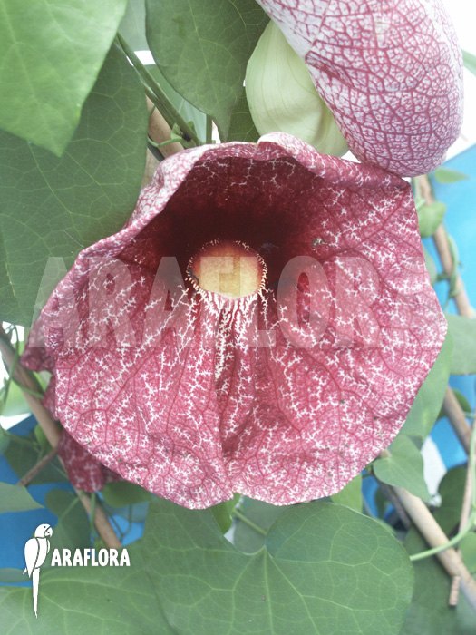 Aristolochia littoralis flower