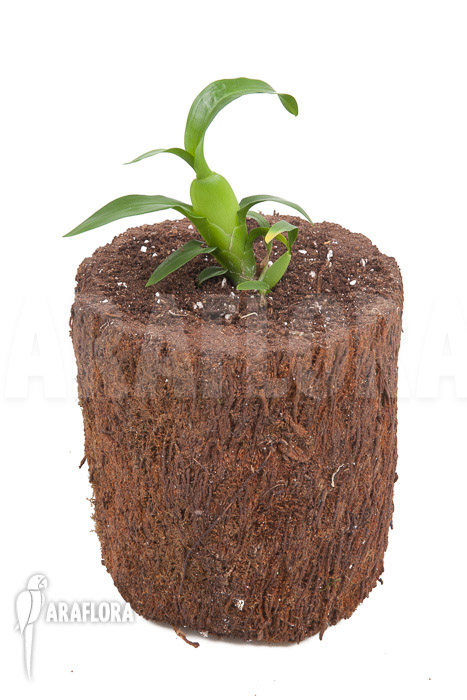 Aspasia lunata ‘starter’