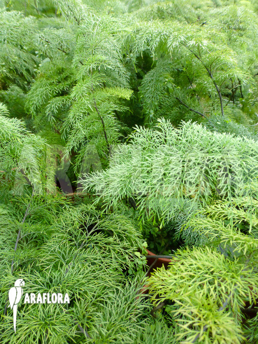 Asplenium daucifolium