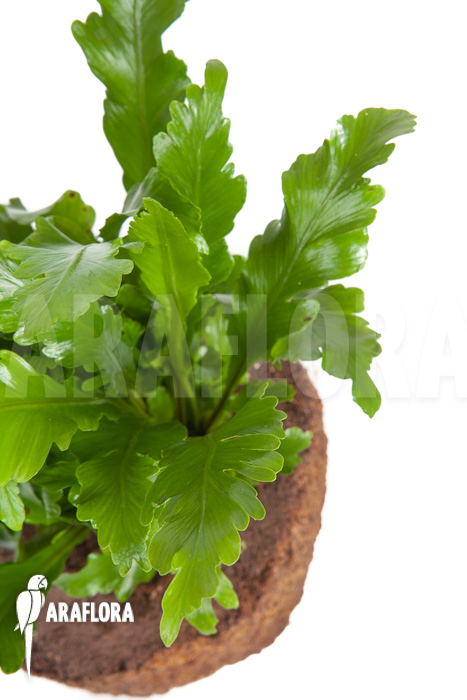 Asplenium nidus ‘Campio’