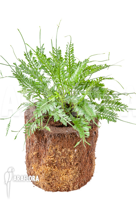 Asplenium x kenzoi L