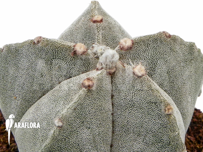 Astrophytum myriostigma