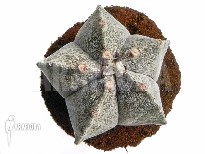 Astrophytum myriostigma