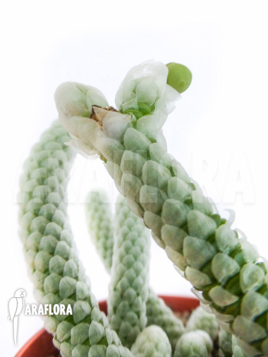 Avonia papyracea ssp namaensis