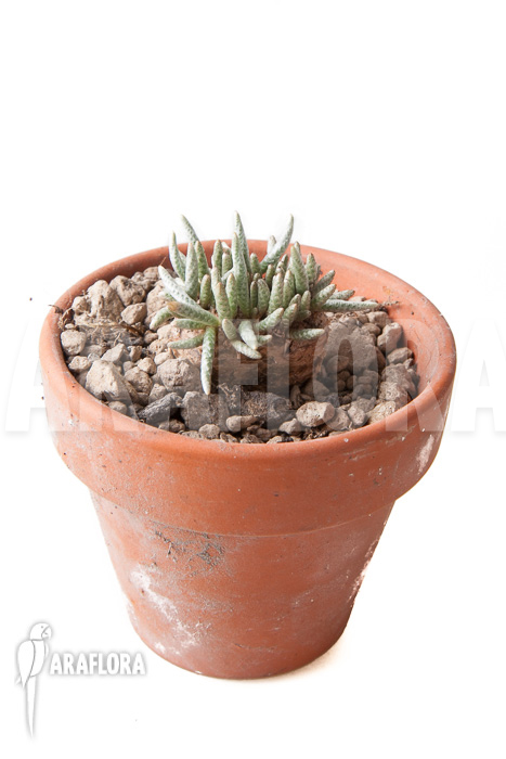 Avonia quinaria ‘S’