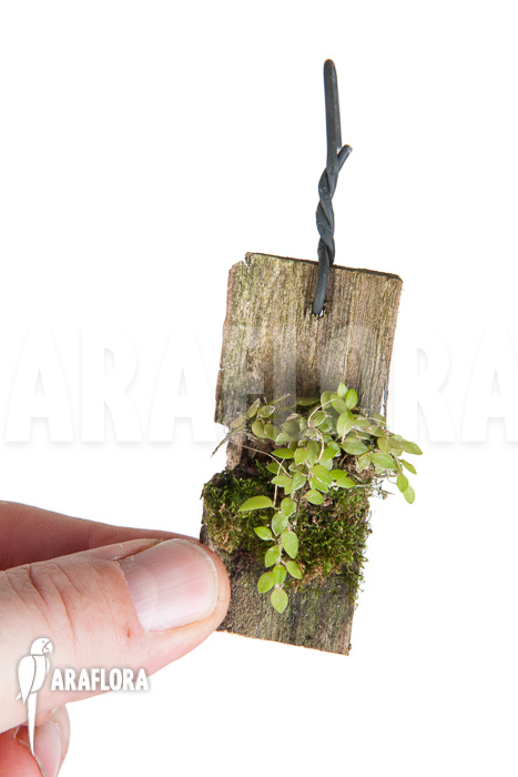 Barbosella gardneri ‘Starter’