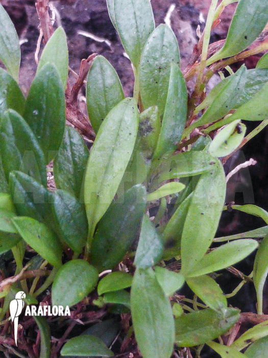 Barbosella species K01