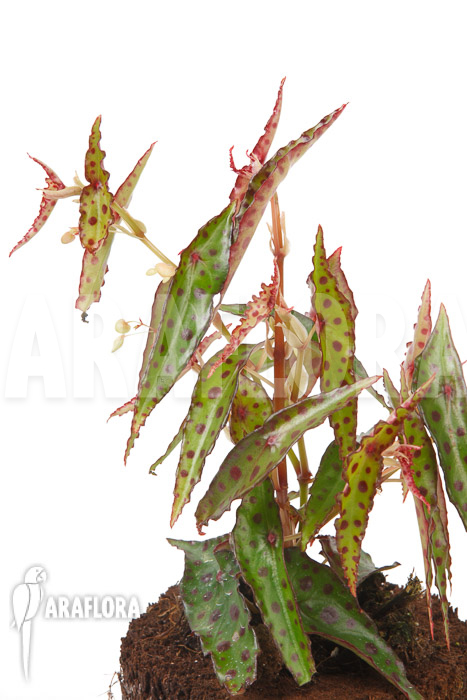 Begonia amphioxus ‘Butterfly’ ‘L’
