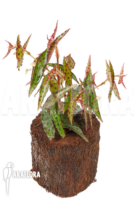 Begonia amphioxus ‘Butterfly’ ‘L’