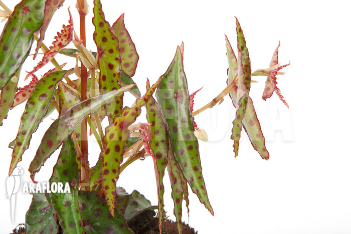 Begonia amphioxus ‘Butterfly’ ‘L’