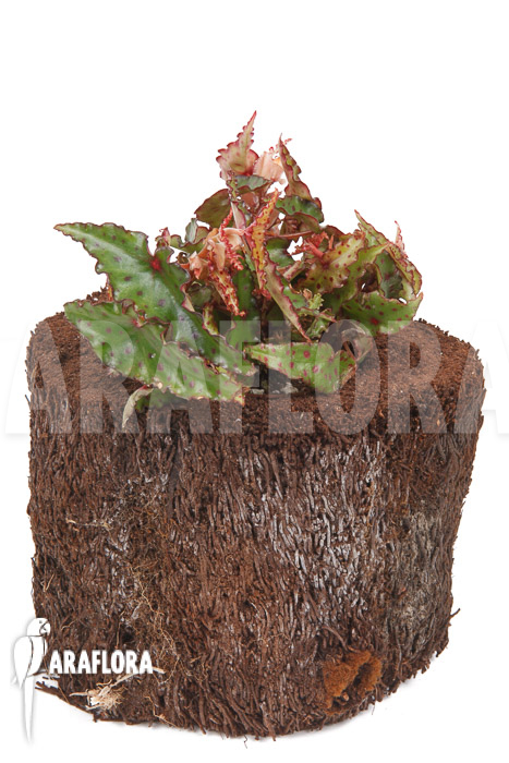 Begonia amphioxus ‘Starter’