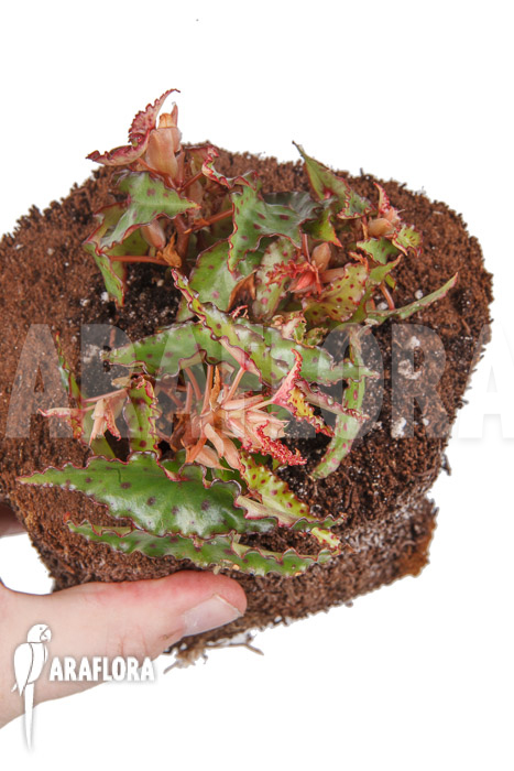 Begonia amphioxus ‘Starter’