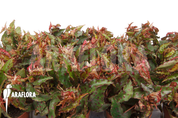 Begonia amphioxus ‘Starter’