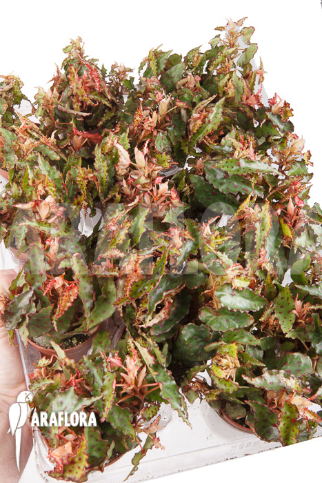 Begonia amphioxus ‘Starter’
