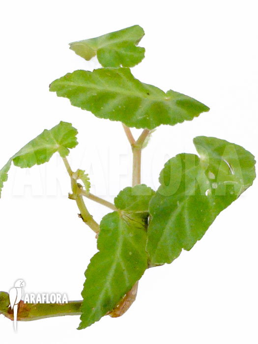 Begonia angularis