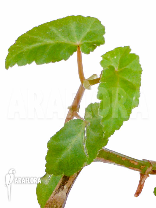 Begonia angularis
