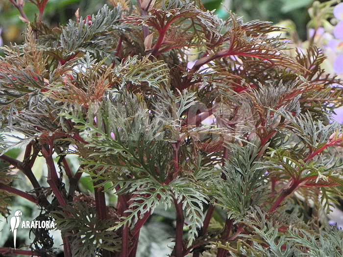 Begonia bipinnatifida leaf