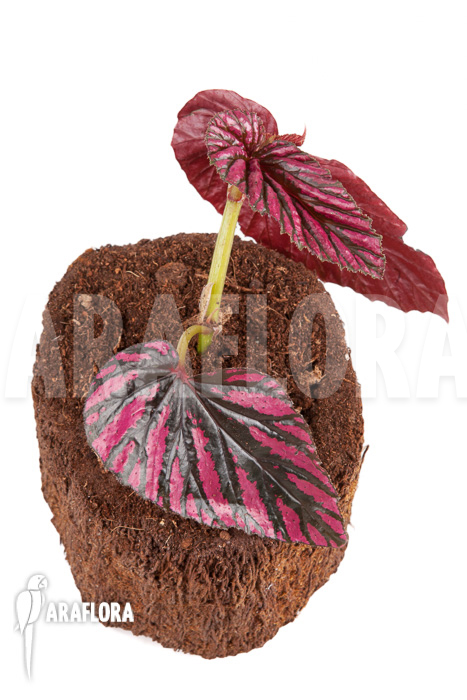 Begonia brevirimosa subsp exotica “Starter”