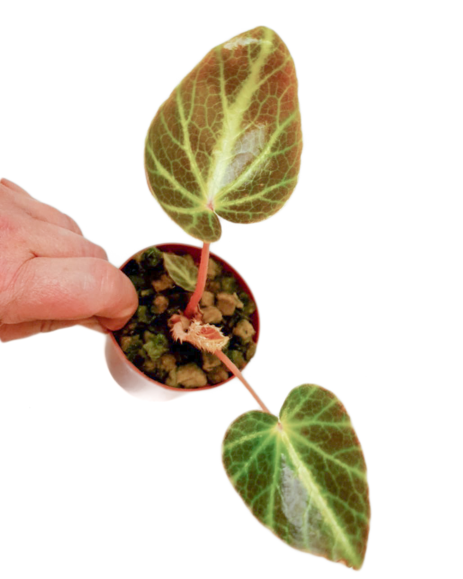 Begonia chingipengii ‘Starter’