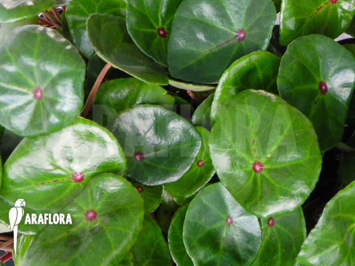 Begonia conchifolia var. Rubrimacula ‘L’