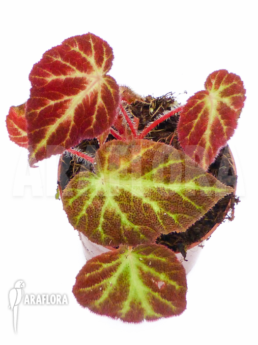 Begonia decora