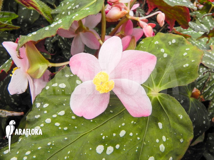 Begonia deliciosa
