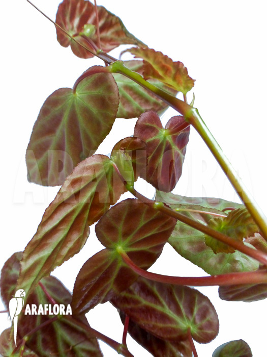 Begonia dietrichiana