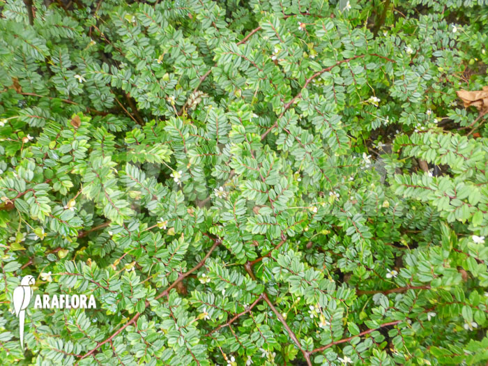 Begonia foliosa var. miniata