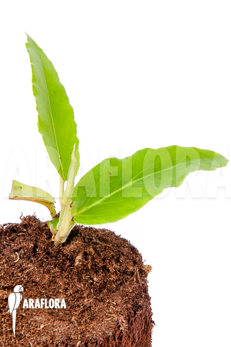 Begonia furfuracea “Starter”