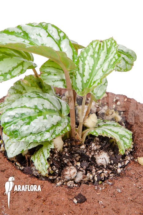 Begonia hatacoa “Starter”