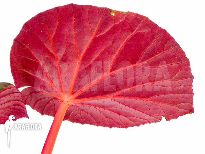 Begonia hernandioides