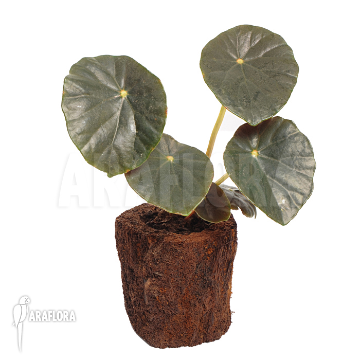 Begonia kaustyana