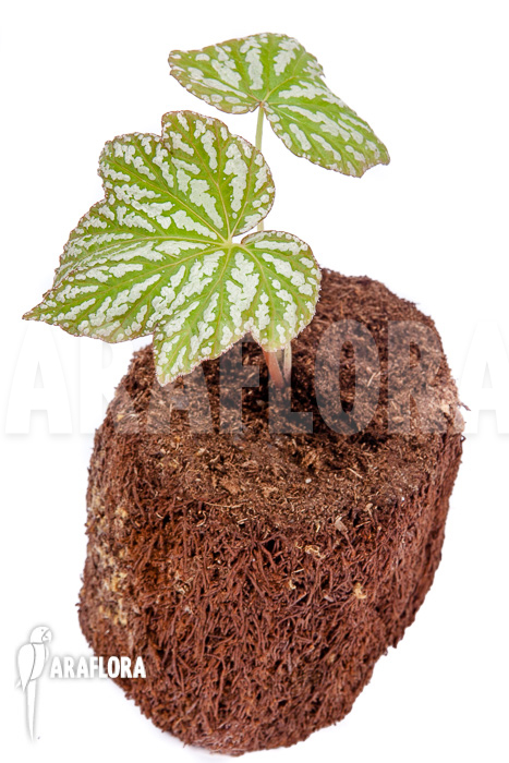 Begonia malipoensis Starter