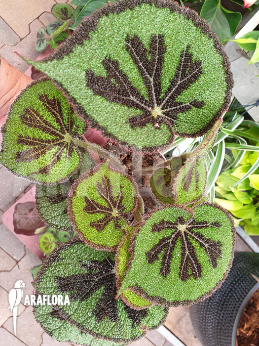 Begonia massoniana ‘Iron Cross’