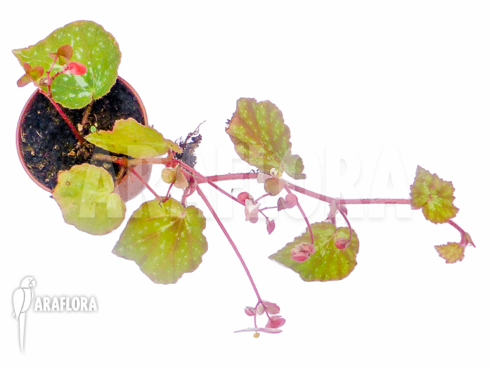 Begonia nigritarum