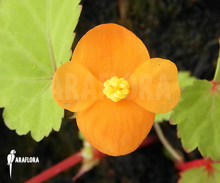 Begonia papaya