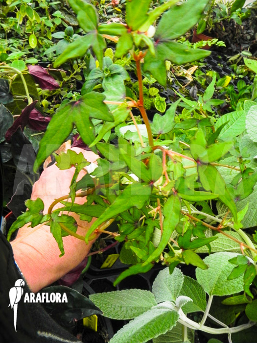 Begonia partita plug