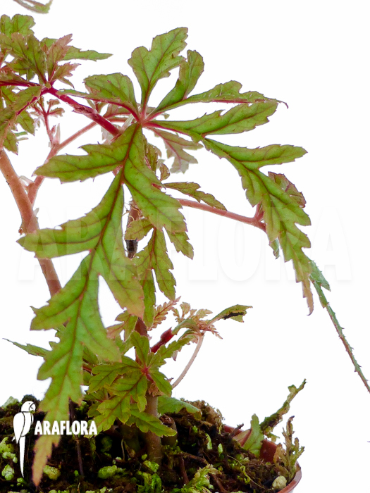Begonia polilloensis