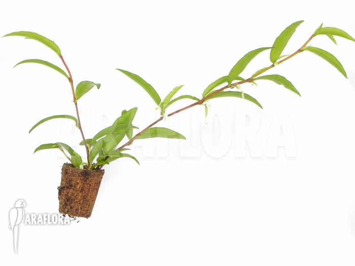 Begonia polygonoides