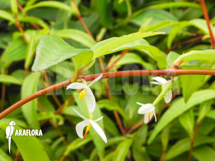 Begonia polygonoides flower