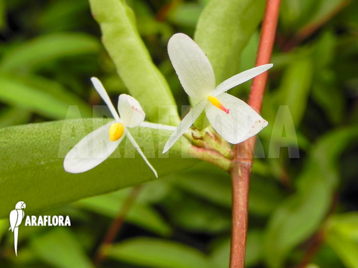Begonia polygonoides flower