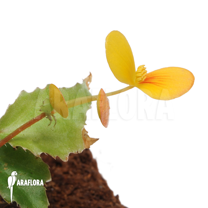 Begonia prismatocarpa ‘L’
