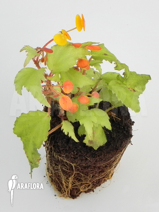 Begonia prismatocarpa ‘M’
