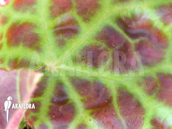 Begonia rajah ‘M’